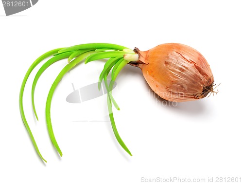 Image of Spring onions (Allium cepa)