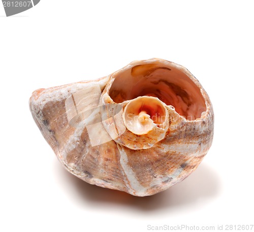 Image of Rapana shell isolated on white background