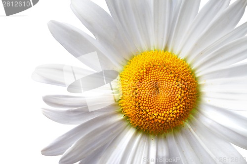 Image of Chamomile isolated on white background