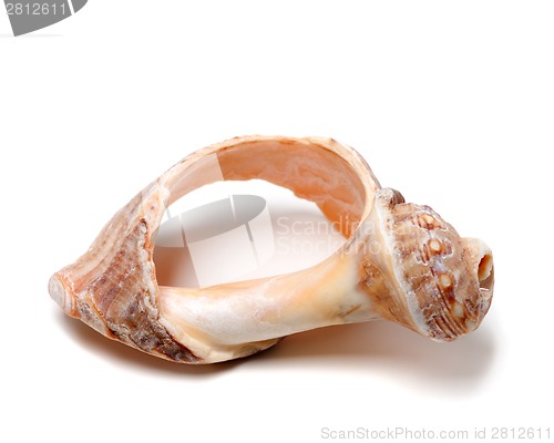 Image of Broken rapana shell isolated on white background