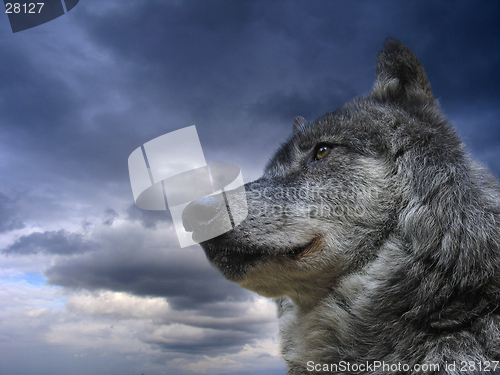 Image of Canadian Wolf