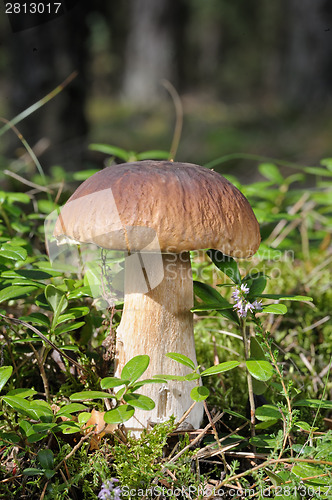 Image of Boletus edulis