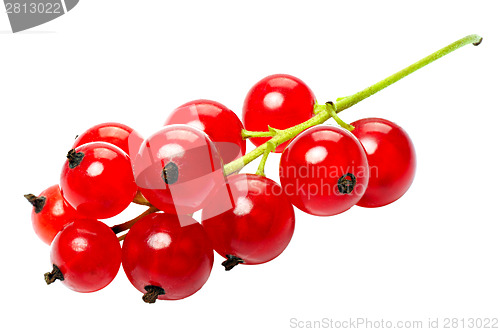 Image of Red currant berries, isolated on a white background