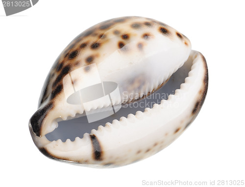 Image of shell