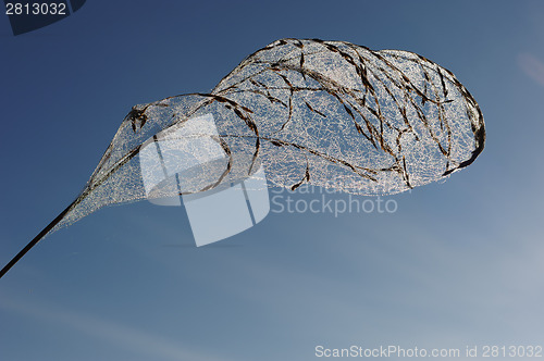 Image of Drops of dew on a spider web 