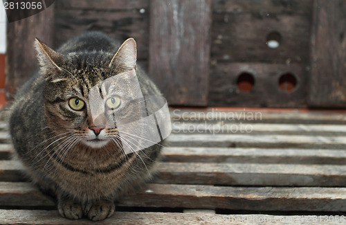 Image of Grey cat