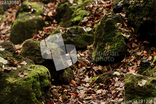 Image of Forest in autumn