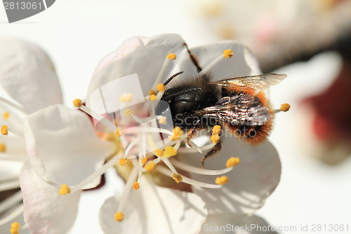 Image of Bee during work