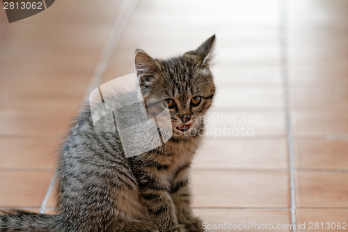 Image of Little cat