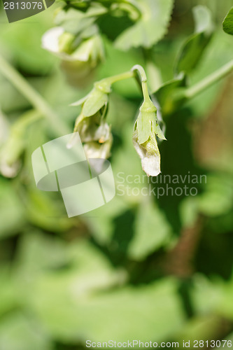 Image of Peas plant