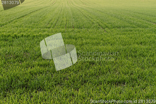 Image of Rural farming