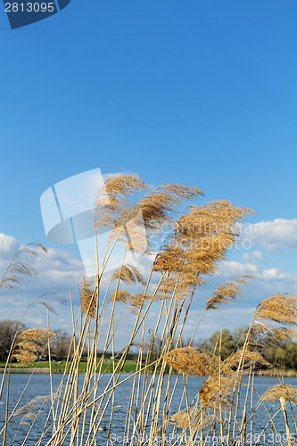 Image of Wheat land