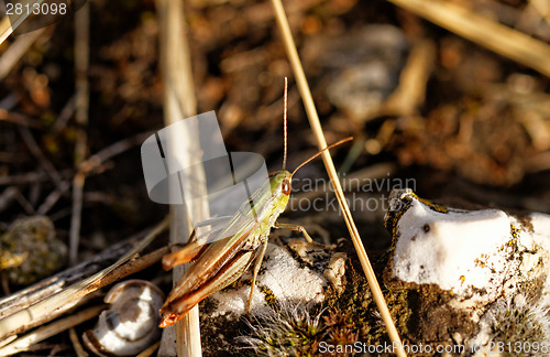 Image of Grasshopper