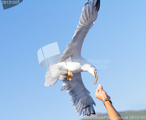 Image of Seagull