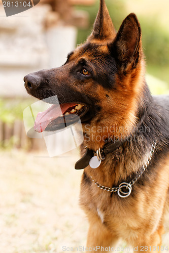 Image of German shepherd dog