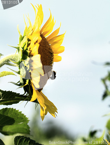 Image of Sunflower field