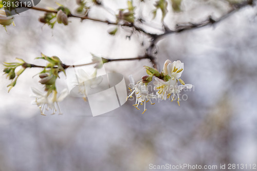 Image of Tree flowering