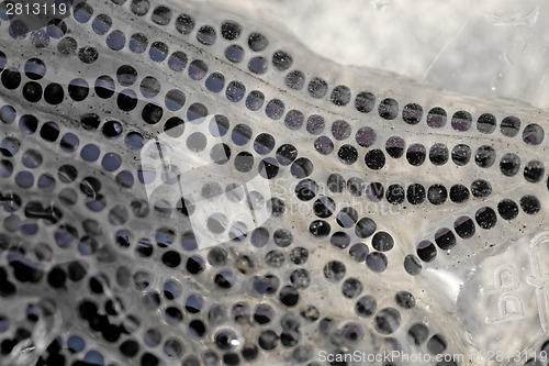 Image of Frog tadpole