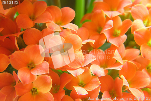 Image of Beautiful flower