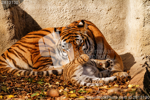 Image of Tiger mum