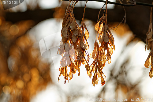 Image of Dry acacia leaves