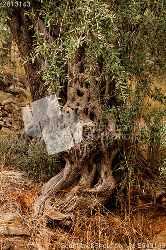 Image of Olive tree