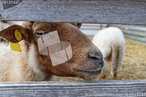 Image of Sheep on the farm
