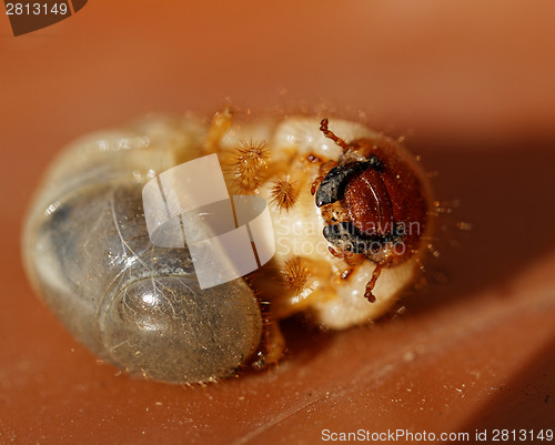 Image of May beetle larvae - Melolontha melolontha