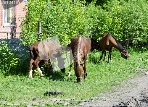 Image of horses