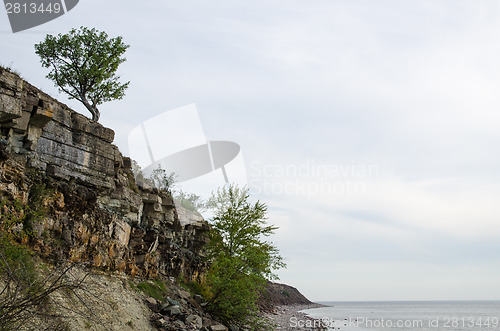 Image of Cliffs and lone tree at costline