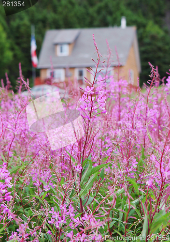 Image of Field of flowers