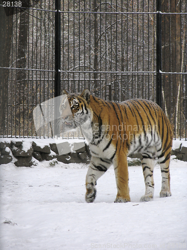 Image of Tiger on the snow