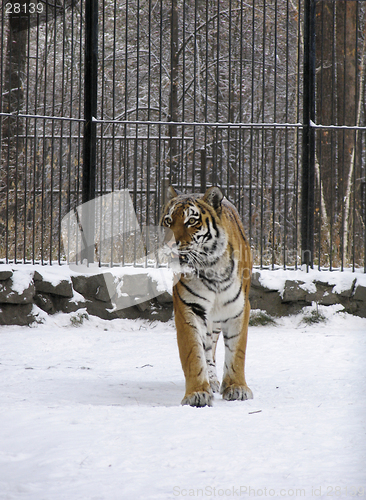 Image of Tiger on the snow