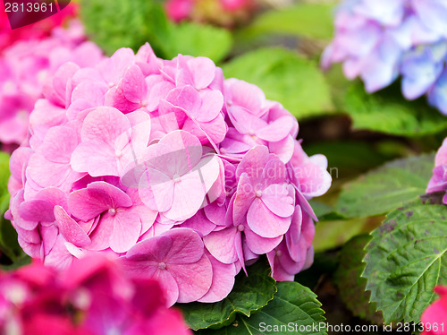 Image of Hydrangea flower