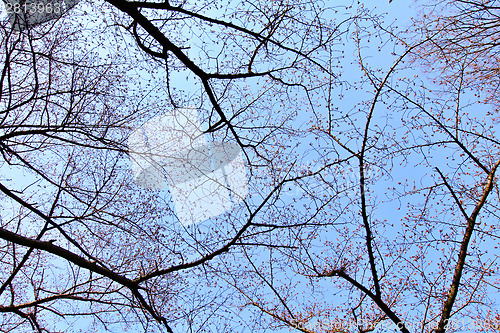 Image of Sakura bud on tree
