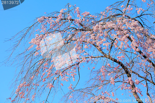 Image of Weeping sakura
