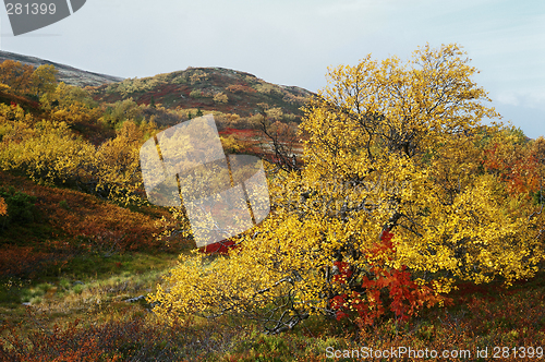 Image of Tundra in autumn 2