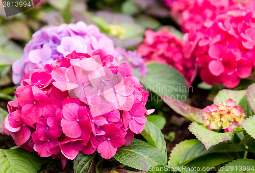 Image of Pink hydrangea flower