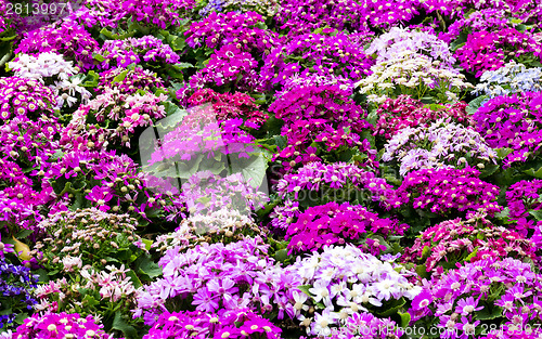 Image of Senecio flower