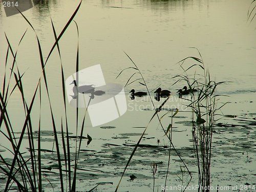 Image of ducks swimming
