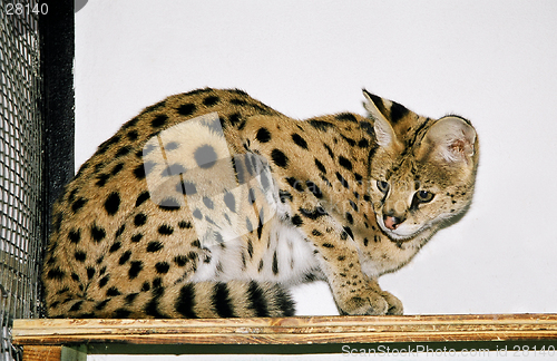 Image of Serval