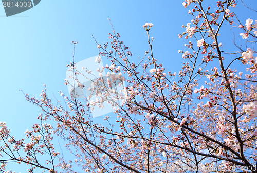 Image of Cherry blossom