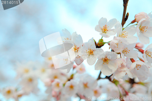 Image of Sakura