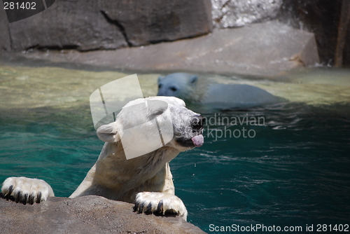 Image of Polar Bear