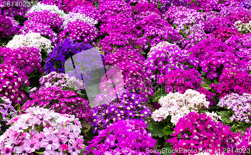 Image of Cineraria