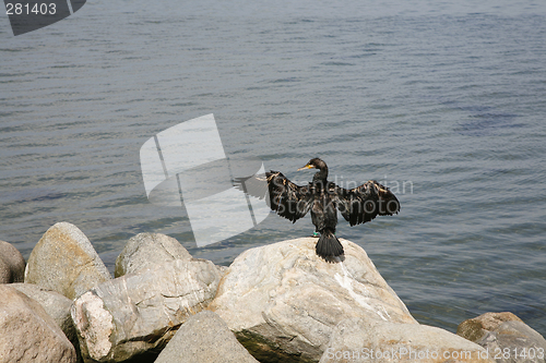 Image of Cormorant