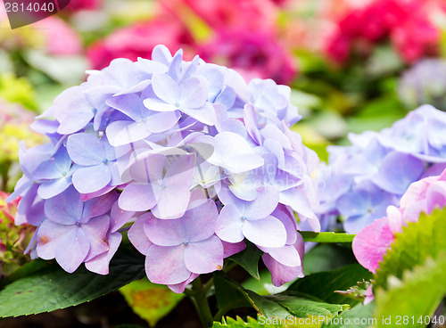 Image of Purple blue hydrangea flower