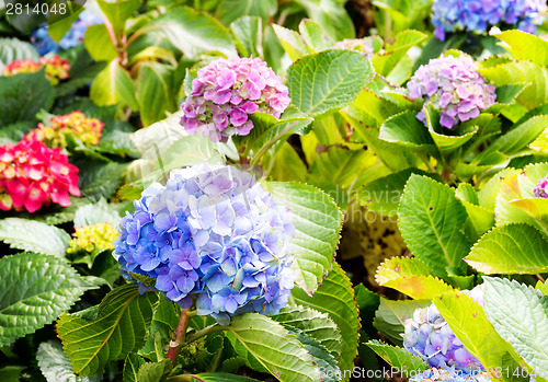 Image of Hydrangea flowers 