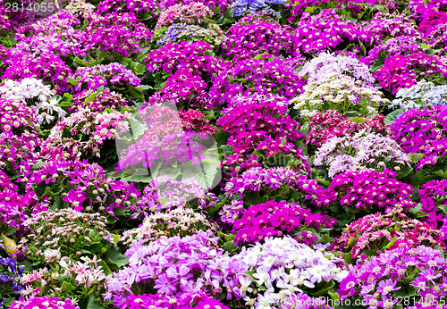 Image of Hybrid Cineraria flower