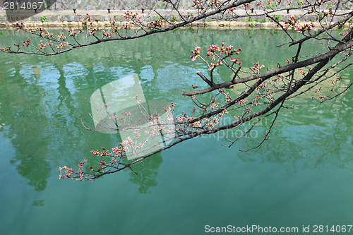 Image of Cherry tree bud